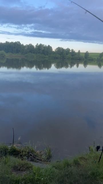 КАРП НЕ ДАЕТ ПОКОЯ!!! #fishing #рыбалка #carpfishing #рыбалка2024 #car смотреть онлайн