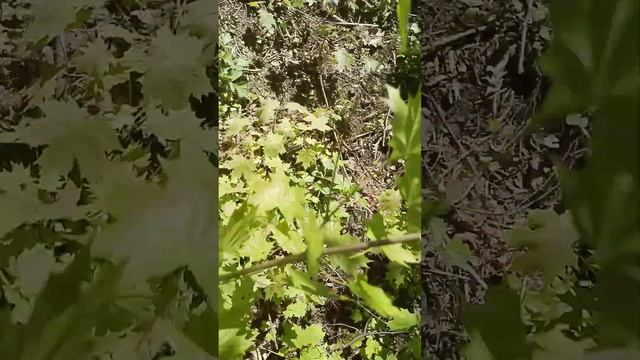 нашли гранату!!! смотреть онлайн