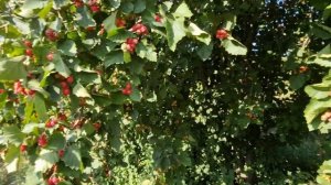 Начал созревать боярышник, расскажу как ускорить всту