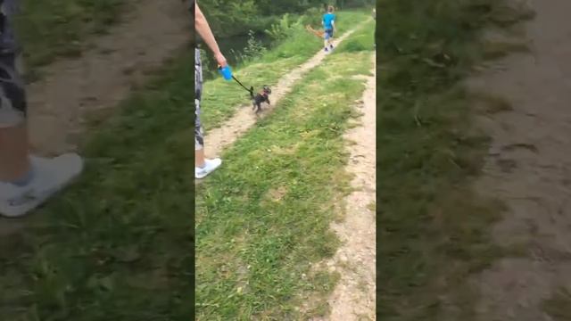 Иду на речку а потом беситься На батут смотреть онлайн