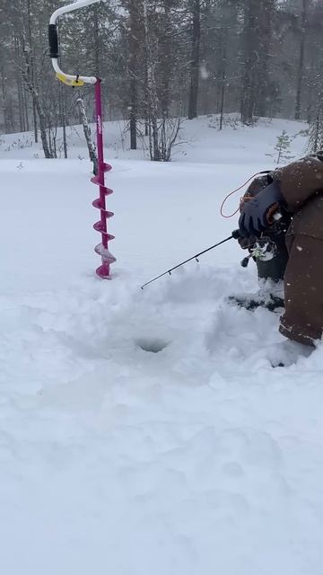 Зимняя рыбалка в Карелии! 🎣 #fishing #рыбалканаозере #кар? смотреть онлайн