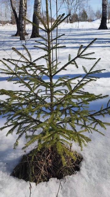 Весна. Маленькая ёлочка. Relax. #деревня #природа Звуки пр смотреть онлайн