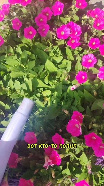 Чтобы петуния не болела, листья не желтели. Как полива? смотреть онлайн