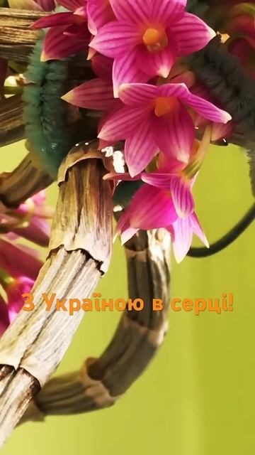 Я лисий, а сонечко люблю#orchid #дендробиум #dendrobium #plants #flowe смотреть онлайн