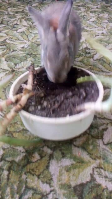 #Я научу вас,как правильно сажать алое!!!# смотреть онлайн