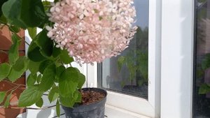 Гортензия Белла Анна