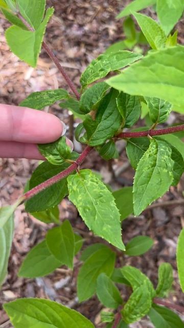 Стробери блоссом после заморозков#strawberryblossomhydrangea смотреть онлайн