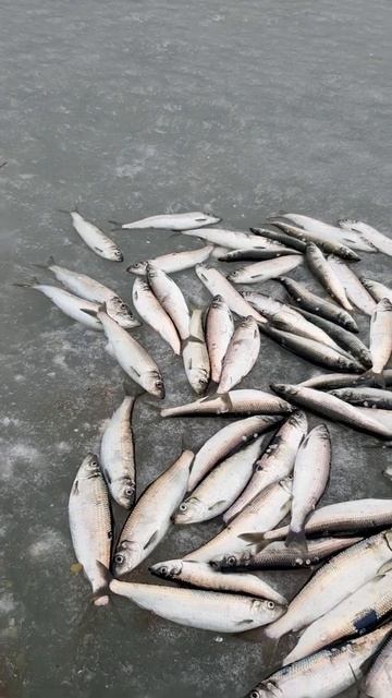 рыбалка,селёдка.🐬🐬🐬🐬(5) смотреть онлайн