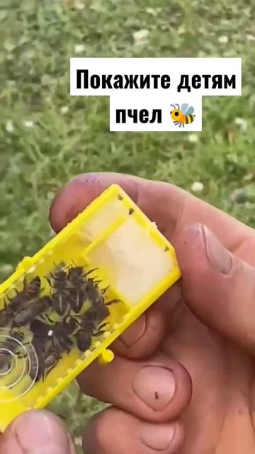 #пчеловодство #пчелы #пчелопакеты #мёд #природа #дети смотреть онлайн