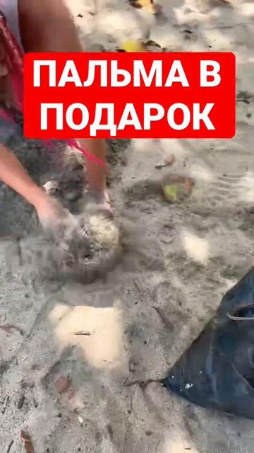ПАЛЬМА ВЛАДИМИР #пальмавподарок всего 50$ #sea #trend #scoop #food смотреть онлайн