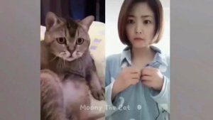 смешное про котов.