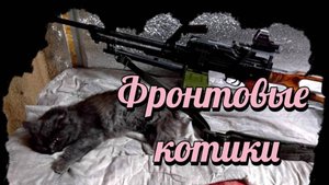 ZOV Фронтовые котики. Своих не бросаем!