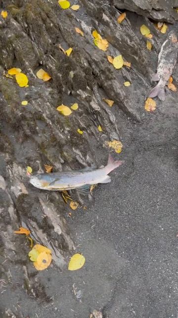 Таежная кухня😅 #fishing #туризм #природа #рыбалка #якутия смотреть онлайн