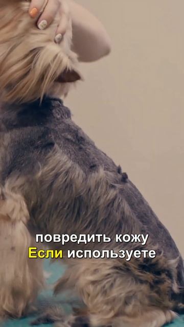 Как правильно сушить щенка после купания смотреть онлайн