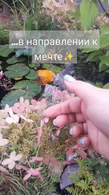 Гортензии вашей мечты от питомника "Райский уголочек" смотреть онлайн