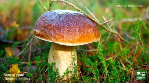 БЕЛЫЕ ГРИБЫ ВСЕ ВИДЫ