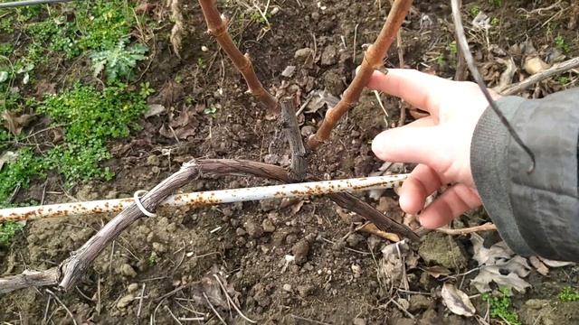 31 января 2025 г. Золотце виноград Херсон 👍🍇🇺🇦 смотреть онлайн