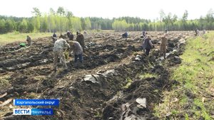 Депутаты Курганской областной думы высадили саженцы сосен