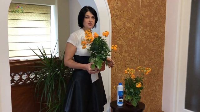Правила догляду за каланхое - повна інструкція