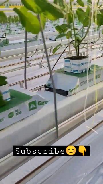 Работа в Европе ❗ Теплицы ❗#shorts смотреть онлайн