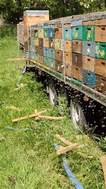 работа пчел на Белой акции смотреть онлайн