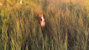 Карелия в сентябре. ч2. Белое море, Гридино, Калгалакша