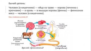 Паразитические черви  (Гельминты)