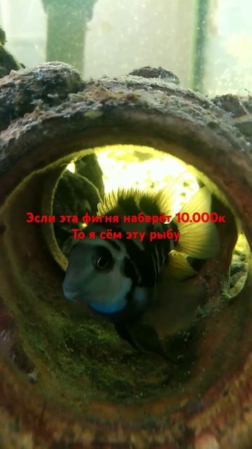 не набрать! Я не хочу эту рыбу есть!!!!!!! смотреть онлайн