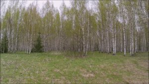 Ещё один поход по урочищам. 13.05.25.