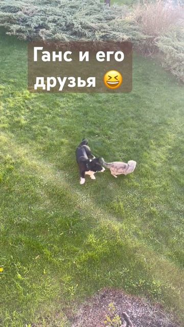 Корги - дружелюбная порода с чувством юмора . У #коргиГ? смотреть онлайн