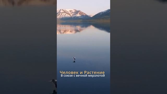 В союзе с вечной мерзлотой. Лиственница