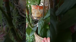 Шелуха чеснока и комнатные растения!