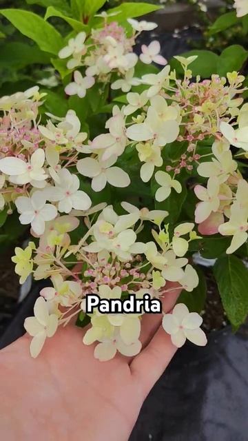 Гортензия метельчатая Pandria🌸13.08.2024 смотреть онлайн
