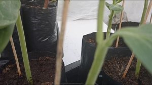 Результаты прививок арбуза на лагенарию 2025 года.