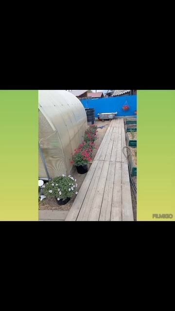 Шикарная Петунья - На моём участке - Петуния выращиван? смотреть онлайн