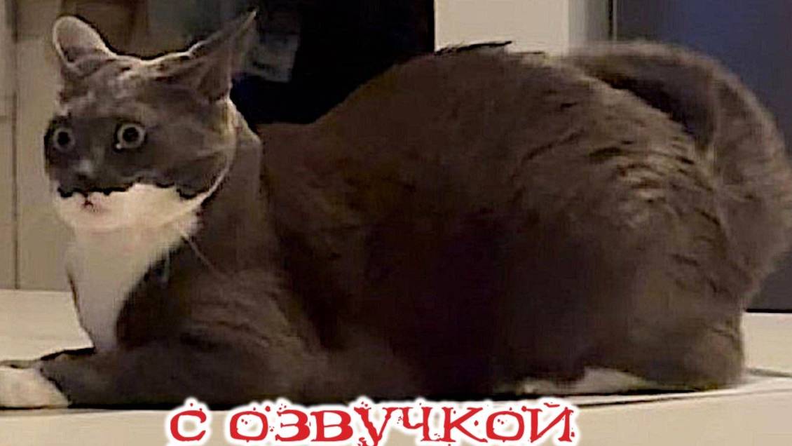 Приколы с котами! -С ОЗВУЧКОЙ! САМЫЕ СМЕШНЫЕ ЖИВОТНЫЕ! Смешные коты! - Тест на психику!