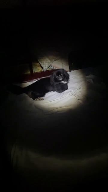 #манда #седая ночь #фонарик #морда в темноте смотреть онлайн