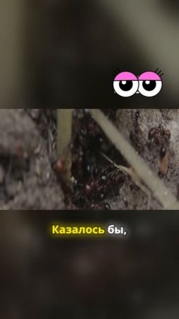Новый проектЗолотая рыбка