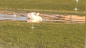 14-05-2025Красотки Лебеди🦢