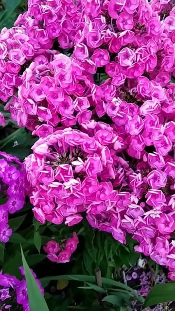 #Shorts#LETO #сад #удмуртия Август2022 смотреть онлайн