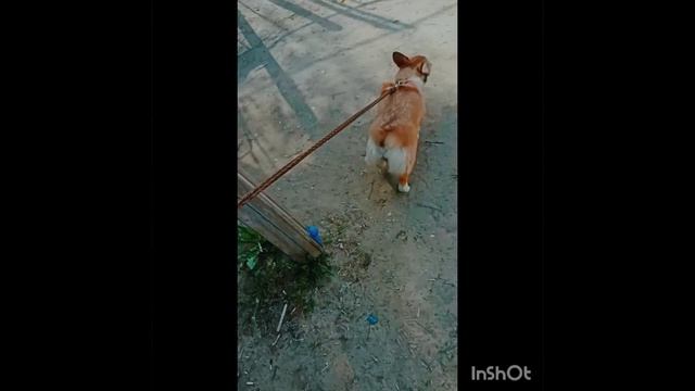 собака друга
ЭДИТ