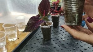 Получили срезы колеусов в посылке. Что делать дальше? ?