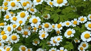 Заметался пожар голубой (С.Есенин)