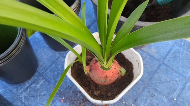 20.09.24.Дача..Гиппеаструмы посадка в кашпо.2серия. смотреть онлайн