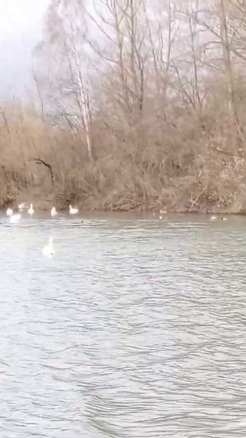 Сотни лебедей Карпатское горное озеро #коломия смотреть онлайн