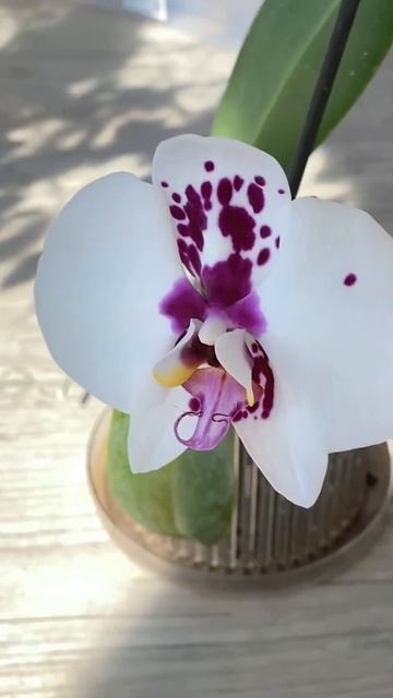 Miki Palette - видео к объявлению на авито смотреть онлайн