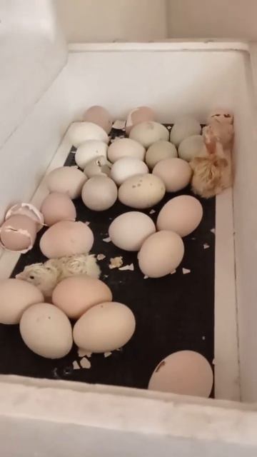 7 ноября серый день календаря, но 7 цыплят уже есть#рыба смотреть онлайн