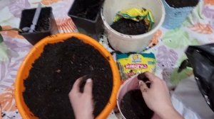 Пересадка цитрусовых после покупки. Грунт, посадка, по