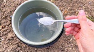🌱💧 НАВОЗ БОЛЬШЕ НЕ НУЖЕН! ВСЕГО 1 ЛОЖКА НА ВЕДРО ВОДЫ И ЗЕМЛЯ КАК НОВАЯ, ПЛОДОРОДНАЯ! 💧🌱