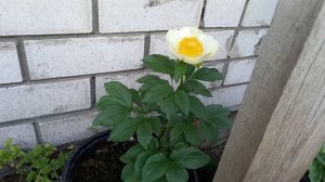 Пион Мунрайз